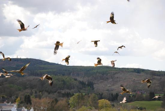 Galloway Red Kite Trail